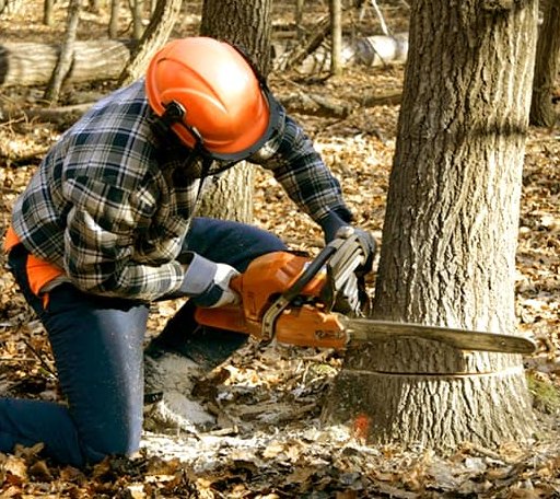 Tree Removal in Odin, IL
